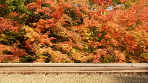Traditional Japanese Shrine Roof Bright Full Color Red Orange Maple — Stock video