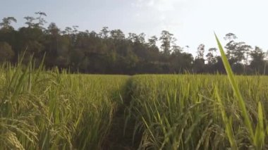 slow motion view of golden rice agricultural fields with background of green natural mountain range under sun flare when sunset sky time,combine harvesting ripe rice agricultural field farmland