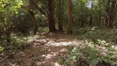 Tropikal ormanlarda yeşil yapraklı ve güneşli bir parkta yürüyen bir insanın yavaş çekim görüntüsü.