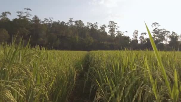 Замедление Просмотра Золотого Риса Сельскохозяйственных Полей Фоне Зеленых Природных Горных — стоковое видео