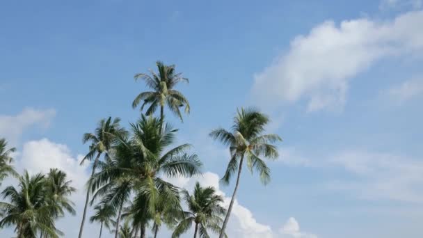 Чудові Кокосові Пальми Тлі Блакитного Неба Thuket Thailan Біч Тропічному — стокове відео