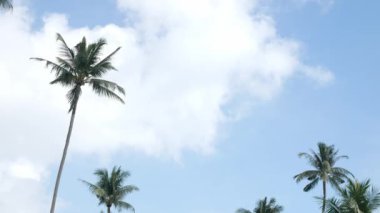 Beautiful coconut palms trees against clear blue sky in Phuket Thailan. Beach on the tropical island. Palm trees at sunlight, Amazing summer travel vacation plam trees background with wind blowing