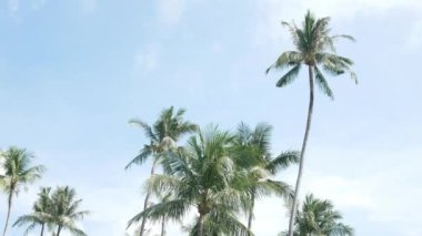 Beautiful coconut palms trees against clear blue sky in Phuket Thailan. Beach on the tropical island. Palm trees at sunlight, Amazing summer travel vacation plam trees background with wind blowing