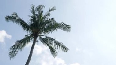 Beautiful coconut palms trees against clear blue sky in Phuket Thailan. Beach on the tropical island. Palm trees at sunlight, Amazing summer travel vacation plam trees background with wind blowing