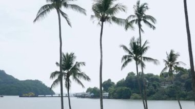 Yeşil çimenli tropik bir plajın beyaz kumu üzerinde hindistan cevizi palmiyeleri olan kıyı manzarası. Turkuaz denizin üzerindeki Palm Bounty Adası 'nın deniz doğası..