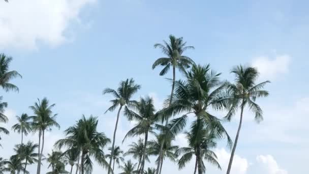 在普吉岛 美丽的椰子树映衬着蓝蓝的天空 热带岛屿上的海滩 棕榈树在阳光下 令人惊奇的夏天旅行胶树背风吹拂 — 图库视频影像