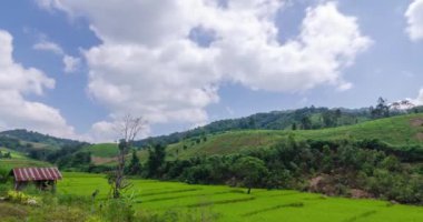 timelapse rice fields in harvesting season under clear blue sky,rice fields view of golden rice agricultural fields with background of green natural mountain range under sun flare