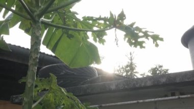 Phuket Tayland 'daki yerel evin üzerinde gökyüzünde batan tropikal ağaç manzarası