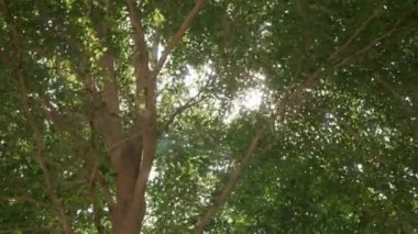 Güneş ışığı yeşil ağaçların arasından sabah parlıyor.