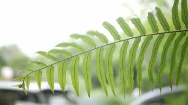 Yaz yolculuğu ve macera konsepti video eğreltiotu yaprağı güneşe karşı yeşil tropikal yağmur ormanlarında parlar.