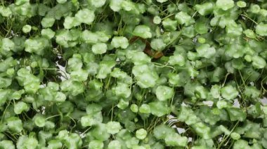 top down view of Centella Asiatica tree green field in small tropical botanical pond unsder sunny day sunshine with water droplet on the surface after raining