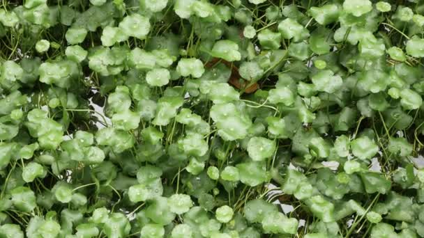 Top Zicht Centella Asiatica Boom Groen Veld Kleine Tropische Botanische — Stockvideo
