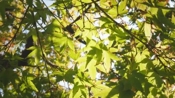 日本のいい秋晴れの日には 木々の枝の上を青い空に少しだけ葉が移動します 美しい秋の自然背景 — ストック動画