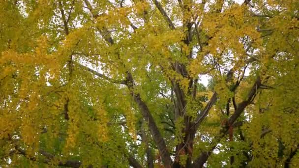 秋色の高さで 秋の黄金の銀杏の木に葉までの低角度ビュー 葉や枝は曇りの空に対してパターンを作成します 見事な色 — ストック動画