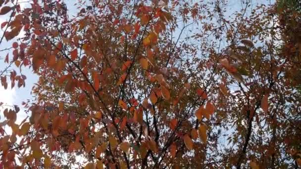 Widok Spadający Kolor Zmienionych Liści Drzewa Jesiennym Drzewie Pod Jasnym — Wideo stockowe