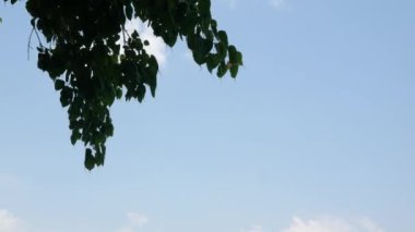 Düşük açılı bakış açısı ağaç yapraklarına bakıyor açık mavi gökyüzüne karşı esen rüzgarla güneşli yaz tatili zamanı altında, doğal yaz arkaplanı 4K