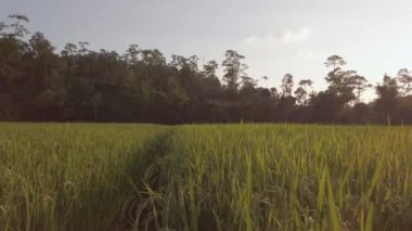 Altın pirinç tarlalarının manzarası, güneşin altındaki yeşil doğal dağ sıraları gün batımında parlıyor, olgunlaşmış pirinç tarlalarını ekiyor tarım arazilerini ekiyor.