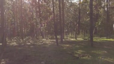 Güneşli büyülü bir orman sabah vakti güneşin doğuşuyla birlikte ormanda, ışınlar çam ağaçlarının dallarından geçer. Doğal bitki örtüsü kış günü.