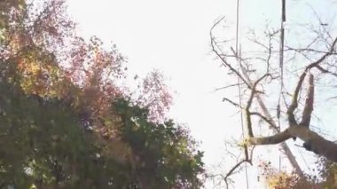 Gündüzleri Japon akçaağaç ağaçlarının arasında yürümek, sabahları sonbahar ormanı. Gün doğumunda yeşil taze ormanda yürüyüş yolu