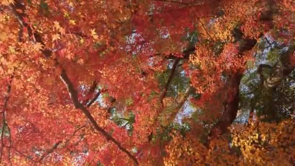 Melihat Sampai Dengan Warna Cerah Maple Oranye Merah Daun Sedikit — Stok Video