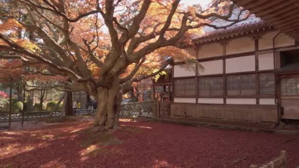 11月15 2022 福岡の田園地帯にある雷山念寺の巨木 紅葉の紅葉が美しい秋の九州 — ストック動画