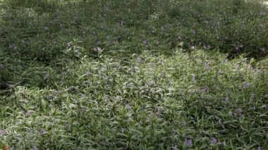 Doğal yaz manzarasında, çiçek tarlasının manzarası. Güneş ışığı alan güzel bir arka plan.