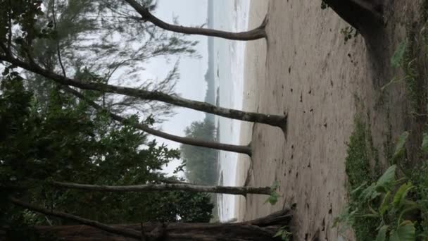 Vertikale Landschaft Blick Auf Tropische Bäume Wald Der Nähe Strand — Stockvideo