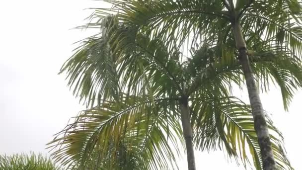 Utsikt Upp Till Kokospalmer Kraftigt Regn Och Mycket Stark Vind — Stockvideo
