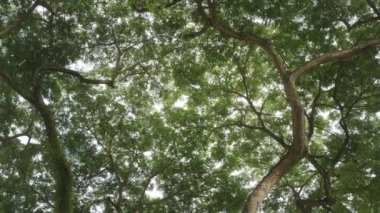 Ağaç kanopi dalına bakıyorum, öğleden sonra güneşli yemyeşil ağaçlar. Büyük yeşil ağaçlarla ormanda yürüyorum. Yaz arkaplanı güneşli gün