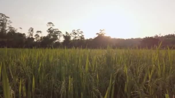 夕日の空の時間帯に太陽のフレアの下で緑の自然山の範囲を背景に黄金の水田のビューは 熟した水田の農地の収穫を組み合わせる — ストック動画