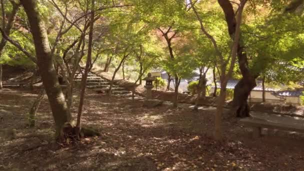 秋の昼間に色が変化する多くのカエデの木がある日本庭園の間の岩の古代の階段 天然のカエデの庭の森 — ストック動画