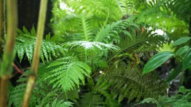 Güneş ışınları tarafından aydınlatılan güzel eğreltiotu yapraklarının detaylı görüntüsü. Parlak ilkbahar güneşleri, derin dağlardaki manzaralı ormanın derinliklerindeki yemyeşil eğreltiotu üzerinde parlıyor. Doğal arka plan.