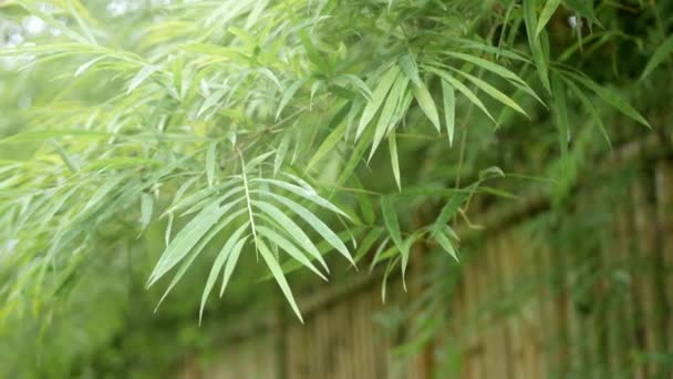 Вершині Зелених Бамбукових Лісів Ростуть Ліси Сонячними Променями Чіанмаї Півночі — стокове відео