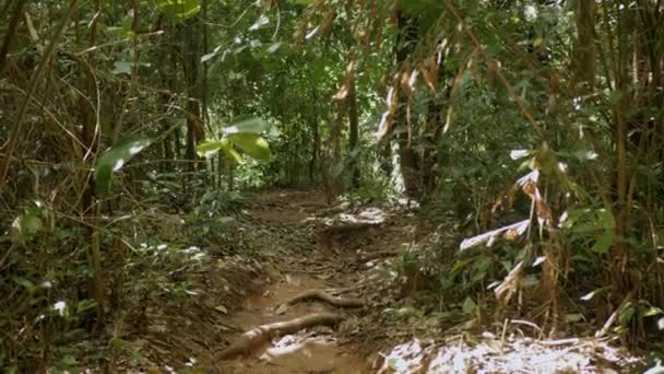 Decidua Foresta Verde Profondo Estate Foresta Tropicale Con Grande Albero — Video Stock