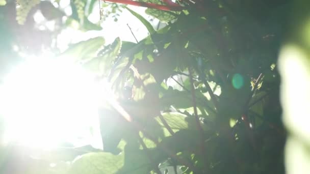 Hintergrund Ansicht Der Natürlichen Landschaft Tropischen Regenwald Baum Blätter Mit — Stockvideo