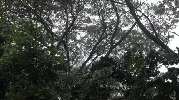 雲の森 熱帯雨林の上の木の上に大雨のシャワーと強風の風景を表示します 鬱蒼とした森の中の自然の熱帯の風景の雨のシャワー 雨が木の上に落ちる — ストック動画