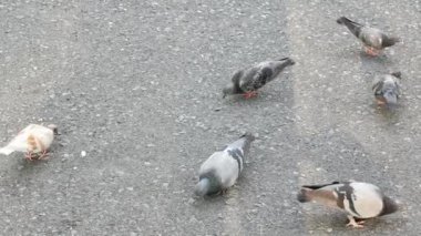 Şehir sokaklarındaki halk meydanında yaz günbatımında, gün batımında, güvercin kuşları kaldırımda yemek yiyor, güvercin avlıyor.