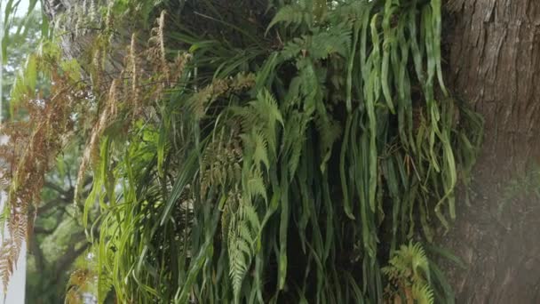 Природний Краєвид Гілки Листя Папороті Гігантському Дереві Тропічному Лісі Під — стокове відео