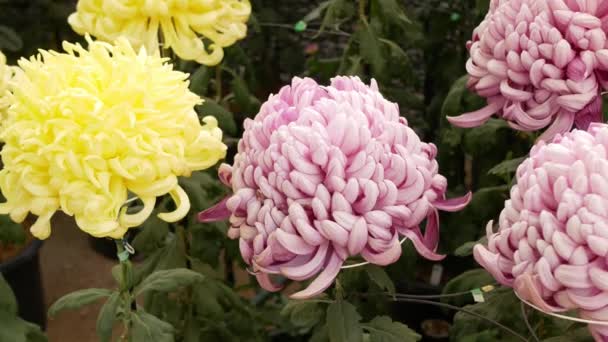 Belle Fleur Chrysanthème Chinoise Rose Jaune Avec Des Feuilles Vertes — Video