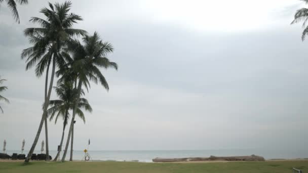 화창한 날씨와 태국에 코코넛 나무와 — 비디오