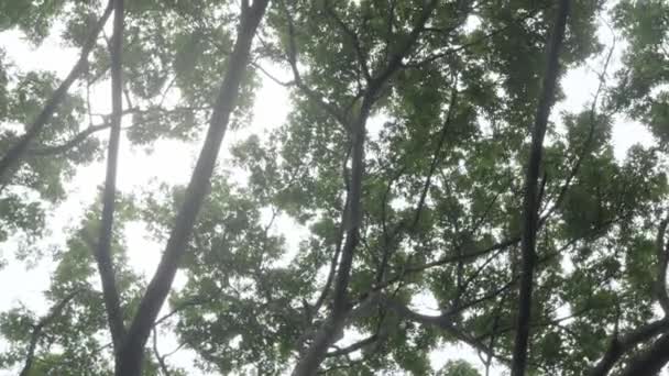 Vue Angle Bas Regarder Vers Haut Sommet Verdure Naturelle Arbres — Video