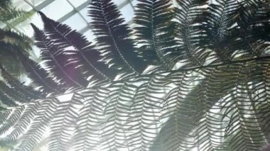 Doğal manzara tropikal yağmur ormanı eğreltiotu yapraklarının arka plan görüntüsü insan yapımı kubbe bahçesinin yaprakları arasından güneş ışığıyla birlikte. Tropikal yeşil eğreltiotu ve yağmur ormanlarının doğal yaz arkaplanı..