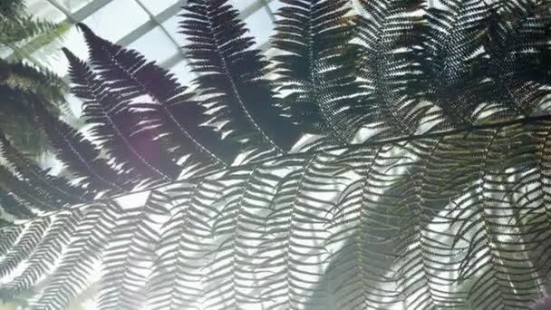 Вид Природний Пейзаж Тропічний Дощовий Ліс Папороть Листя Сонячним Світлом — стокове відео