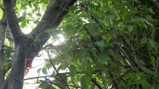 Закріпіть Гілки Сонце Світить Крізь Листя Дерева Зелений Листковий Макрофон — стокове відео