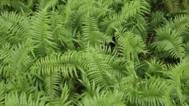 Eğreltiotu yapraklarının yemyeşil ağaç yağmur ormanlarında sabah nemli ve güneşli verimli yağmur ormanlarındaki doğal manzarası. Tropik yeşil yapraklar. Büyük yeşil eğrelti otu yaprakları.