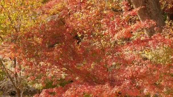 View Bright Full Color Red Orange Maple Leaves Slightly Moving — Stock Video