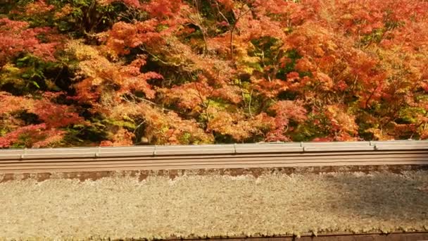 Traditionell Japansk Helgedom Tak Med Ljusa Fyrfärg Röda Apelsinlönnlöv Något — Stockvideo
