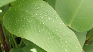 Yazın, tropikal yaz mevsiminde, ağaç yapraklarının desen görünümünü kapat. Güneşli bir günde yeşil tarla botaniği.