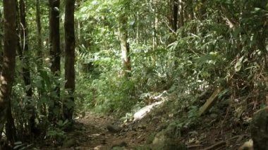 Yazın yaprak döken yeşil ormanlar. Önünde büyük bir ağaç olan tropik bir orman ve güneşli bir yağmur ormanında yemyeşil bir renk Tayland 'da tropikal bir orman.