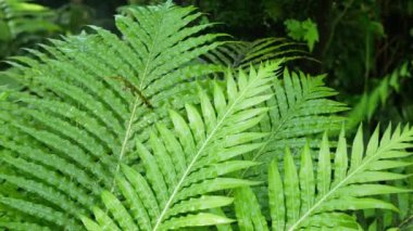 Güneş ışınları tarafından aydınlatılan güzel eğreltiotu yapraklarının detaylı görüntüsü. Parlak ilkbahar güneşleri, derin dağlardaki manzaralı ormanın derinliklerindeki yemyeşil eğreltiotu üzerinde parlıyor. Doğal arka plan.